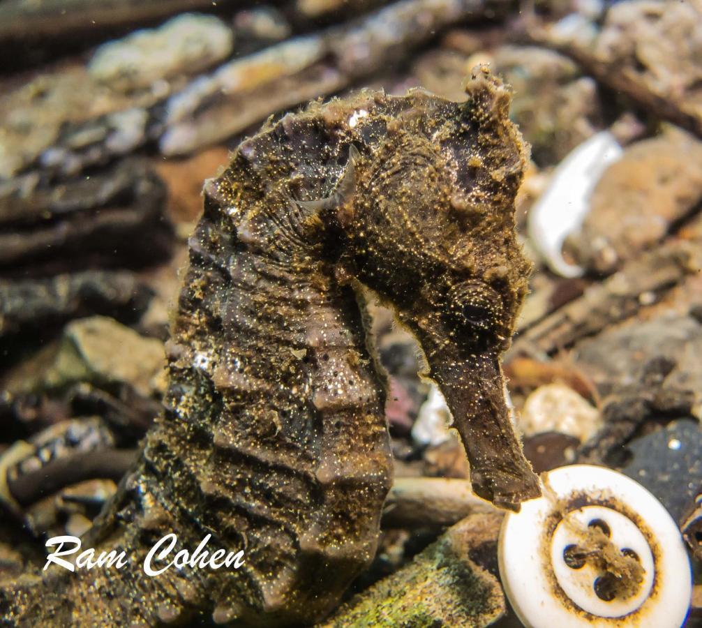 Lavanya Beach And Dive Resort Zamboanguita  Экстерьер фото