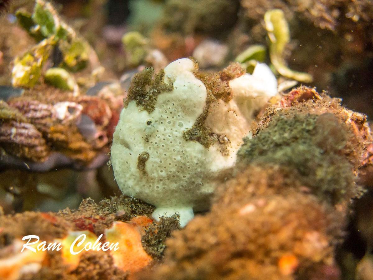 Lavanya Beach And Dive Resort Zamboanguita  Экстерьер фото